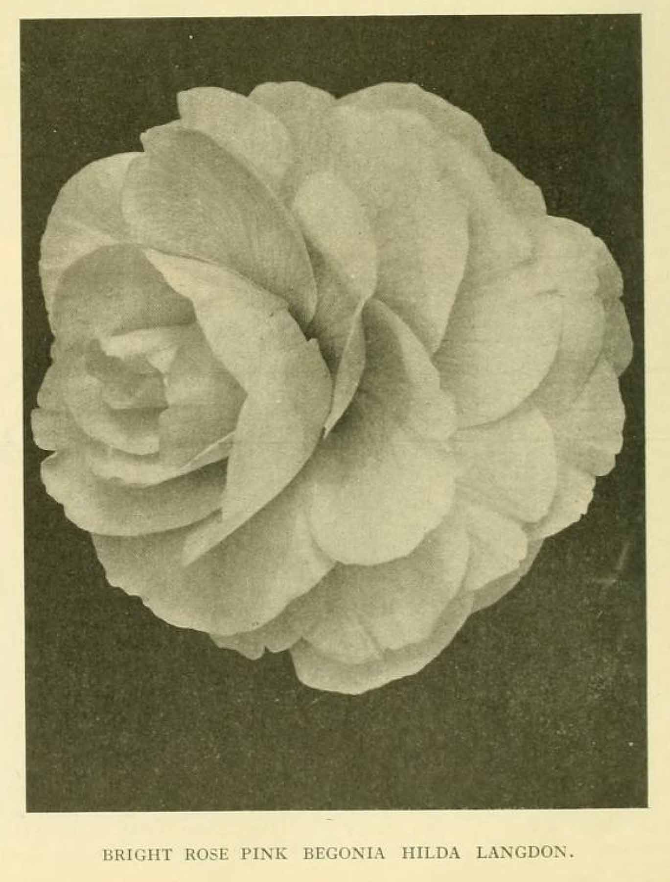 B. ‘Hilda Langdon’